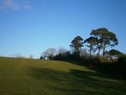 scenery of trees on hill