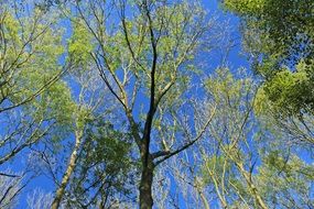 Tree crowns with green leaves in a spring forest at blue sky background