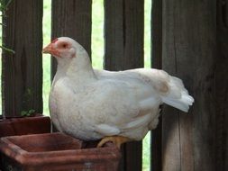 white chicken on a farm close up
