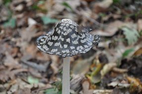photo of inedible mushroom
