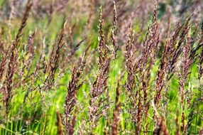 grasses flora