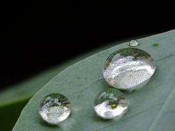 Dew drops on a green leaf close-up