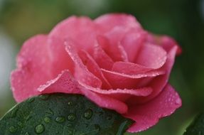 blooming rose in the garden in spring