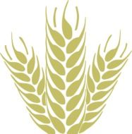 drawing of wheat cereals