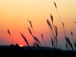 grass and red sun in the sky landscape on the east