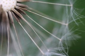 dandelion like wild flower close-up