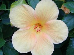 hibiscus pastel blossom