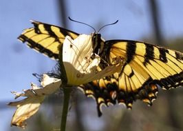 beautiful yellow black butterfly