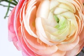 tender ranunculus plant macro