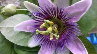 passion flower blossom summer