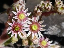 fluffy blooming indoor flower