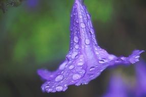 Close-up of the beautiful purple flower in rain drops