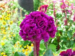 exotic purple flower in the wildlife