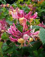 Beautiful honeysuckle flowers