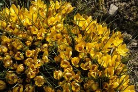 yellow crocus in garden