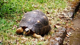 slow turtle on green grass