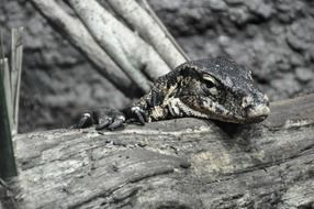 photo of grey reptile