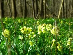 blooming of high primrose