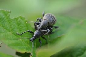 Weevils, mating insects on leaf