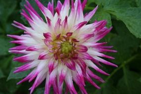 violet-white dahlia on a bush