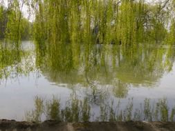 green willow over the pond in the park