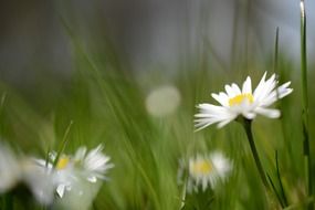 daisy flowers in green grass