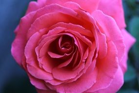 Beautiful pink flowers in a garden