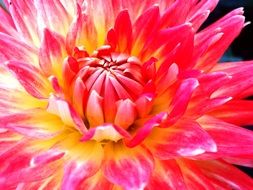 close up photo of bright dahlia flower center