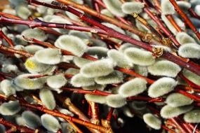 fluffy pussy willow on branches