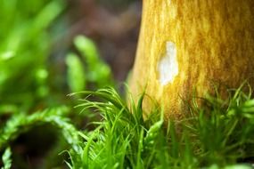 bottom view of a mushroom in the green grass