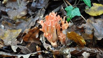 Colorful coral fungus among the leaves in the forest