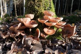 brown mushroom in the autumn leaves close-up