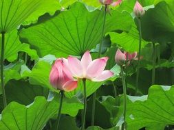 green aquatic plant of lotus