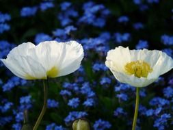 Two white poppy on a background of blue flowers