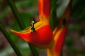 exotic plant with a red flower