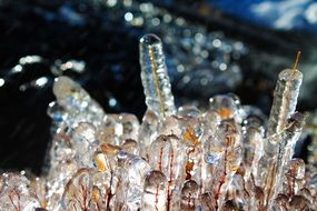 tree buds in ice