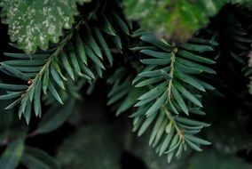 prickly branches of a coniferous tree close up
