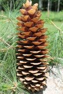 macro photo of big brown pinecone