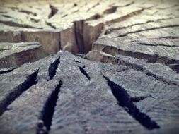 macro view of cracking tree trunk