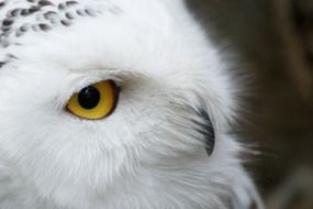 white fluffy owl