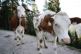 cows on a hill near trees in austria
