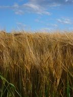 grain field on a background cloudy sky