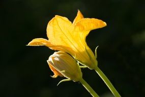 yellow flowering of a pumpkin in the sun