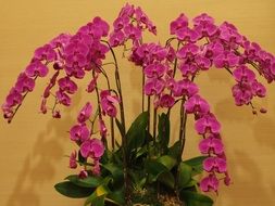 surprising beauty islands orchid