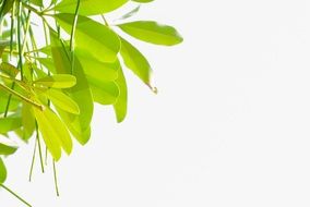 light green foliage on white background