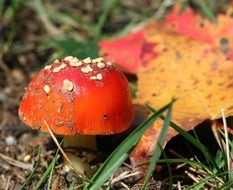 red autumn mushroom in the forest