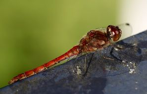 brown red dragonfly close-up on blurred background