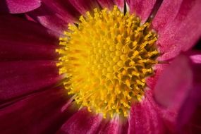 yellow center of aster