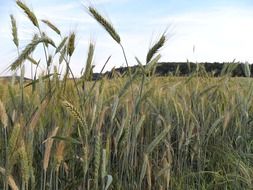 dry wheat field