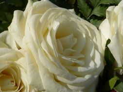 white rose buds in spring